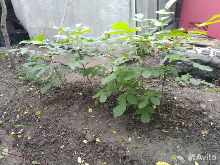 Саженцы грецкого ореха