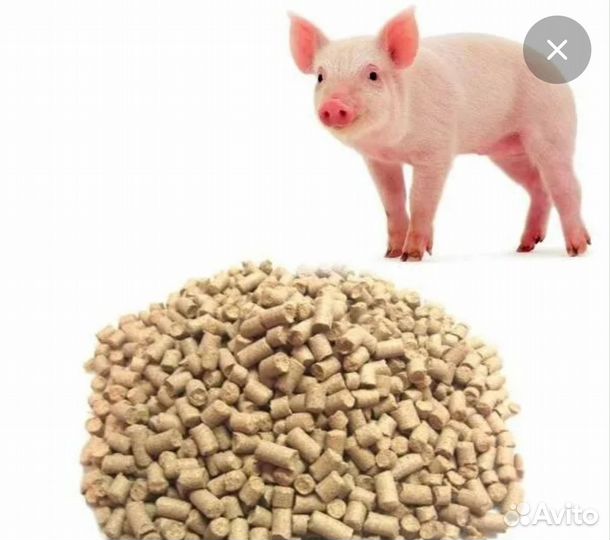 Свиной мясной откорм