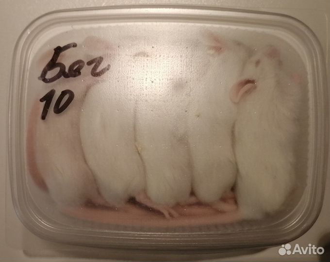 Кормовые мыши замороженные