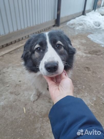 Маша ищет дом, дайте ей шанс