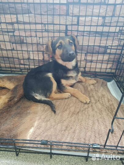 Маленькая собака в добрые руки