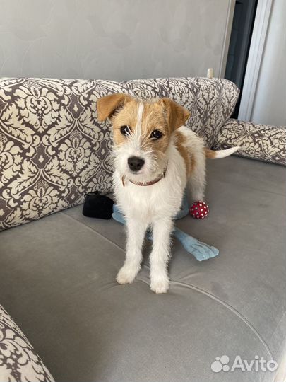 Щенок девочка в добрые руки