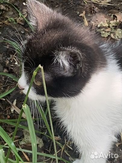 Котенок