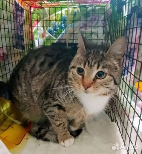 Воробушкина