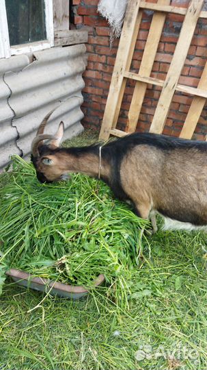 Венгерские козочки