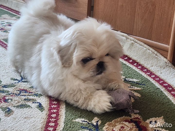 Щенки пекинеса