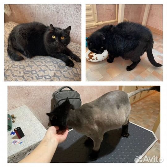 Стрижка и экспресс-линька собак