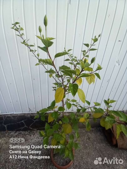 Гибискус китайская роза