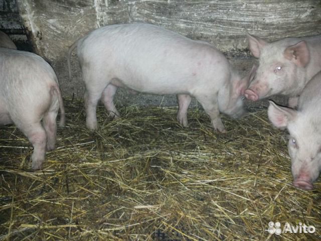 Поросята купить в Богучаре | Животные и зоотовары | Авито