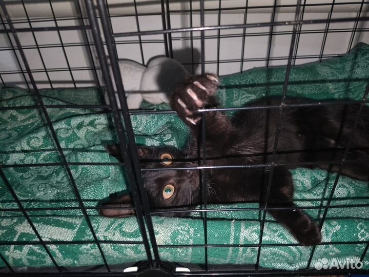 Котенок в добрые руки