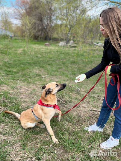 Добрая и умная собака грустит в приюте