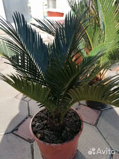 Пальма цикас