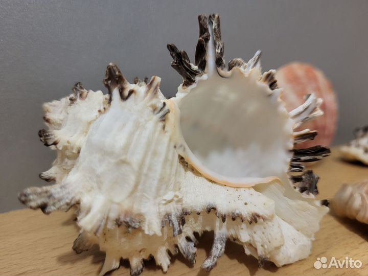 Ракушки красивые поштучно