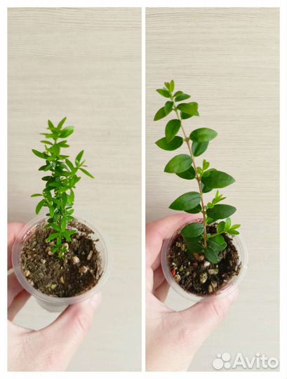 Мирты и семейство миртовых