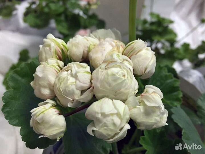 Принц Густав