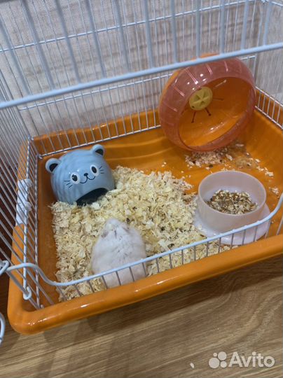 Хомяки джунгарики с клеткой
