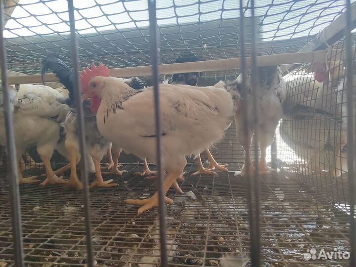 Петухи / петушки, доминант, птица, куры