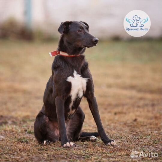 Собака Ночка в добрые руки