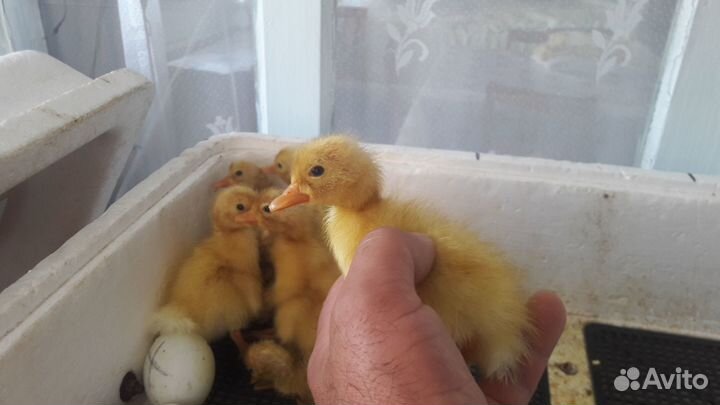 Индоутята тяжёлых линий,яйцо,мясо птицы