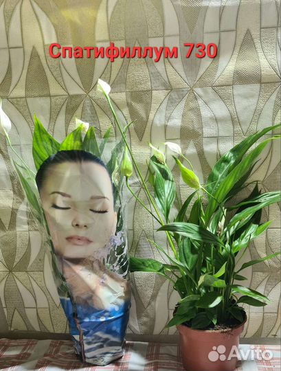 Комнатные цветы