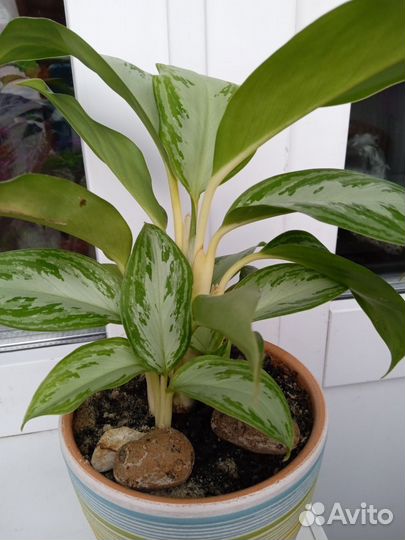 Аглаонема Сильвер Бэй