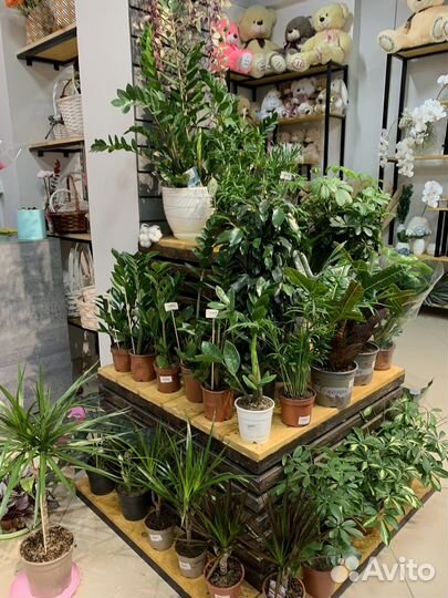 Комнатные растения цветы