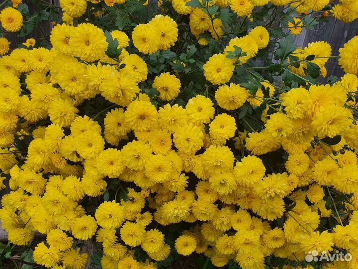 Продам кустики хризантемы