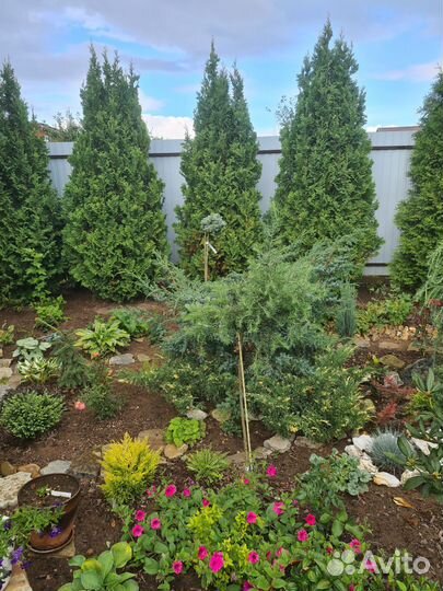 Лиственница на штамбе