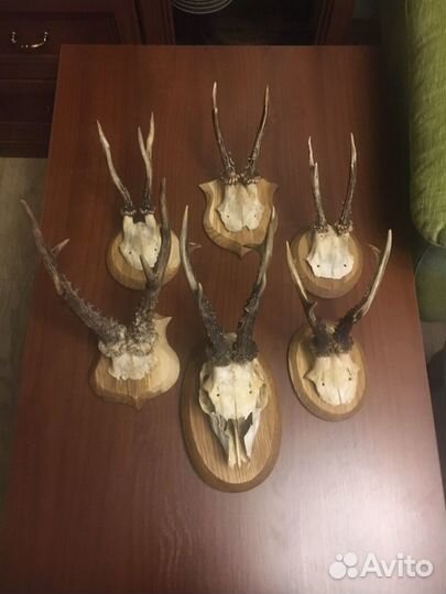 Продаются рога косули на медальоне