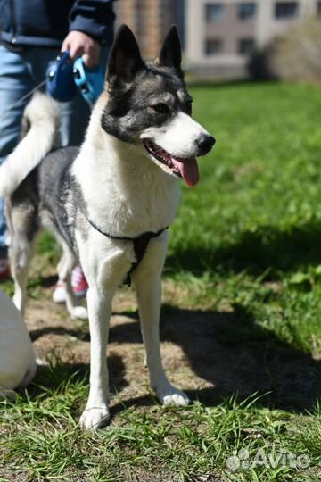 Западно сибирская лайка