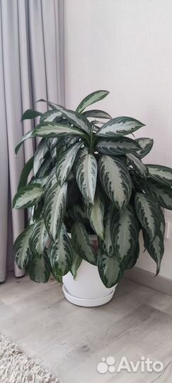 Аглаонема Сильвер Бей