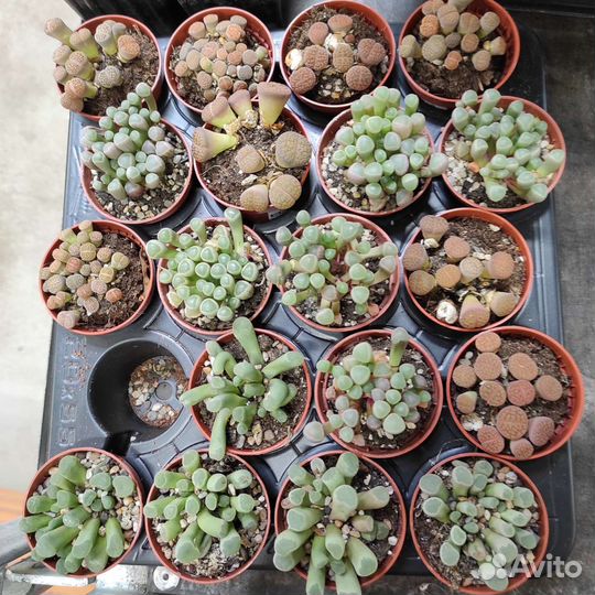 Фенестрария живые камни