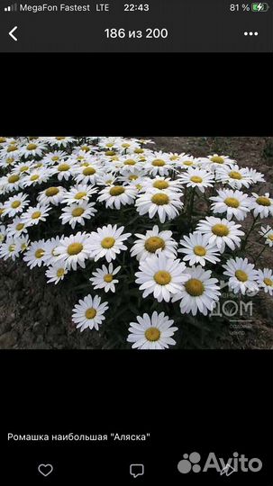 Многолетки