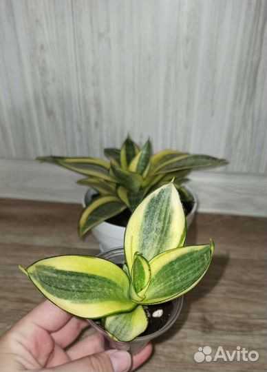 Сансевиерия Ханни Голд