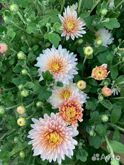 Хризантемы