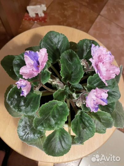 Листики фиалки 