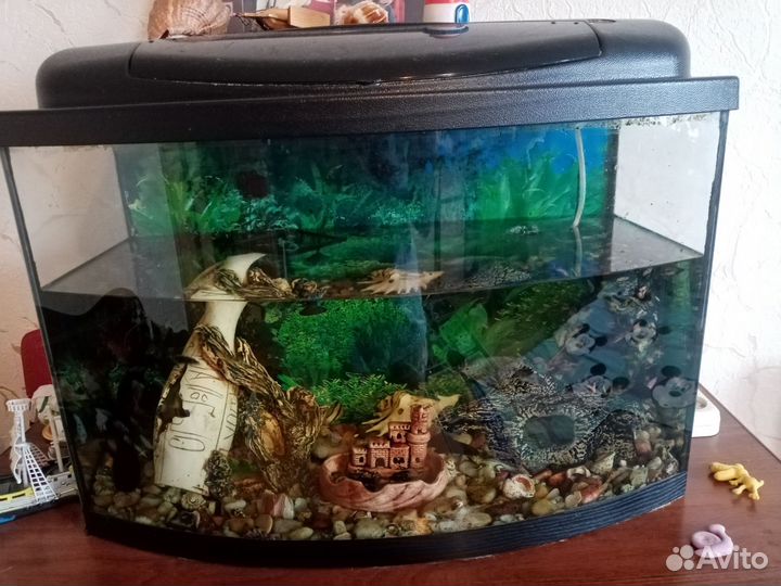 Аквариум