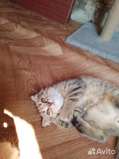 Шотландские золотые котята (тигрята)