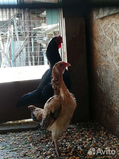 Куры Ко Шамо