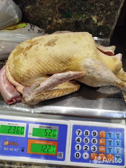 Утка мускатная