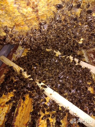 Пчеломатки среднерусской породы