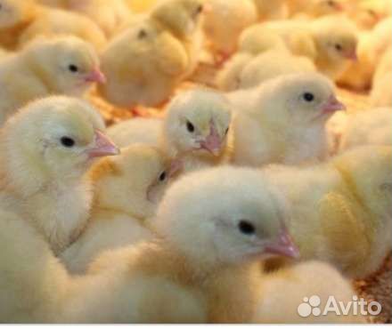 Бройлеры (Европа)