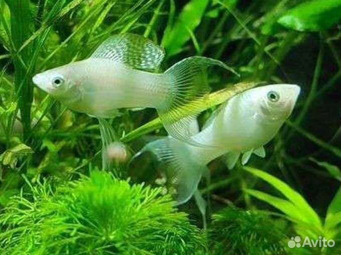 Аквариумные рыбки растения