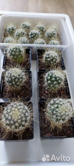 Кактус Мамиллярия