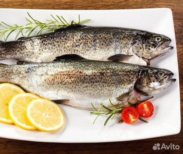 Живая рыба форель