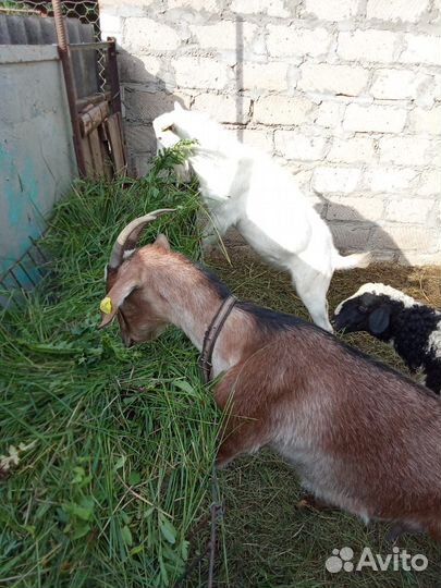 Продаются козы и козел