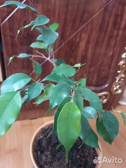 Фикус бенджамина