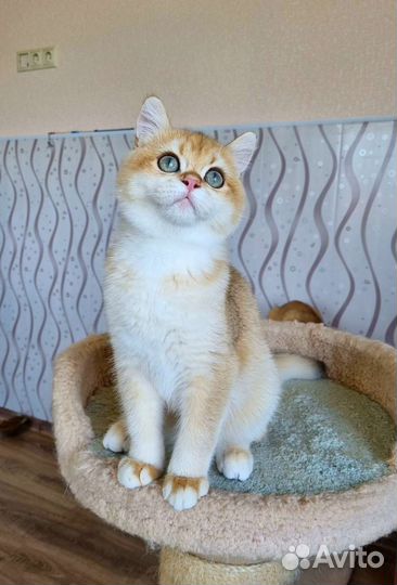 Золотой малыш