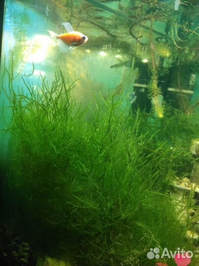 Аквариумные растения