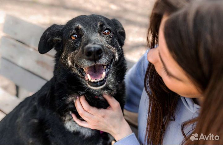 Маленькая собака в добрые руки бесплатно